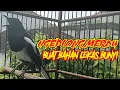 Download Lagu Suara merdu kacer ngeplong buat kacer bahan lekas bunyi langsung nyaut gacor pasti ngeplong, ampuh!
