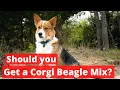 Are Corgi Beagle mix Pups really great family pets for new owners