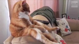 acting like humans funny cats