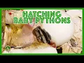 Burmese Python eggs Hatching at Little Rays Nature Centre