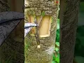 Lagu 'Y' Grafting ✔technique #satisfying #nature #graft #plantpropagation #timelapse #shorts