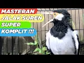 Download Lagu Masteran Jalak Suren MATERI Full Isian KOMPLIT Bikin Jalak Lain Langsung NYAMBAR dan ikut Gacor