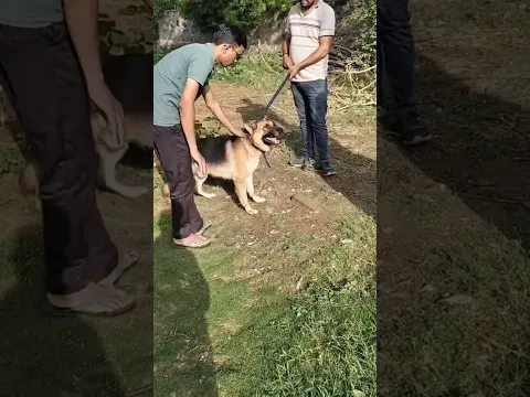 मेरा नया जर्मन शेपर्ड आ गया #newdog #brhamapushkaryatraacston9435