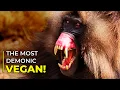The Demonic Vegan Monkey You Were Not Ready For - GELADA
