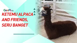 Ketemu Alpaca Yuk! Hewan Khas Amerika Selatan yang Ada di Indonesia