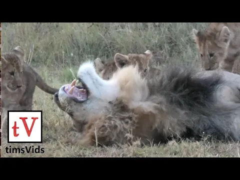 Download MP3 Small Lion Cubs Annoy Their Sleeping Fathers