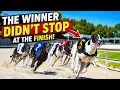 Greyhound Racing - The Winner Didn t Stop at the Finish