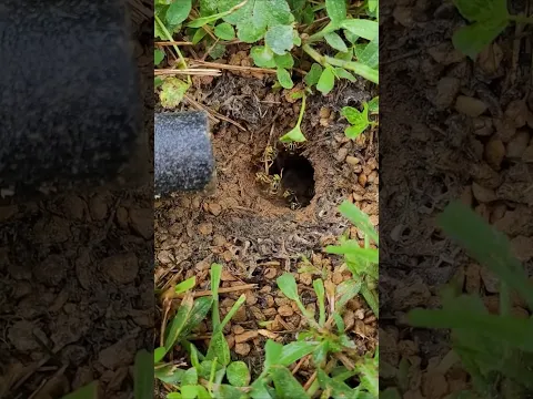 🚨UNDERGROUND Yellow Jacket colony | SWARMED and STUNG! AGGRESSIVE Yellowjacket Species! 🚨