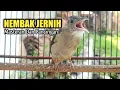 Download Lagu Kapas Tembak Gacor Nembak Panjang Jernih