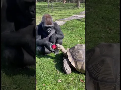 Kindness 🐒 Gorilla Shares Apple with Tortoise #kindness #animalbond #shorts