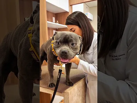 COMO AS PESSOAS ACHAM QUE É VACINAR UM BULL #staffy #pitbull #dog #cachorro