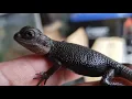 Bearded Dragon Morphs Witblit Zero Trans witblit Trans Zero and Trans Wero Learn the differences