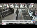 Dog thief takes Yorkshire Terrier from Petland