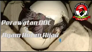 Download Anak AYAM HUTAN bertahan hidup....Begini tips nya !! MP3