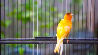 kenari kalitan gacor panjang nembak mantap buat kenari anda bakal langsung nyaut gacor panjang