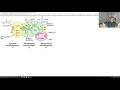 Pyruvate Dehydrogenase Complex