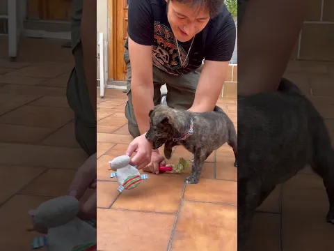 Primeros pasos para JUGAR MEJOR con un perro 🐶(Parte 2/3) like para parte 3