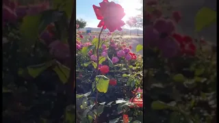 خذ القناعة من دنياك وارضى بها 