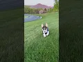 Download Lagu Run Oreo, run! Cute corgi puppy.