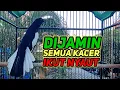 Download Lagu terapi pagi dijamin ampuh bikin kacer bahan cepat bunyi dan gacor bikin nyaut semua kacer