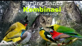 Download SUARA BURUNG HANTU KOMBINASI BIKIN BURUNG LAIN NYA NYERANG DAN MERASA TERGANGGU MP3