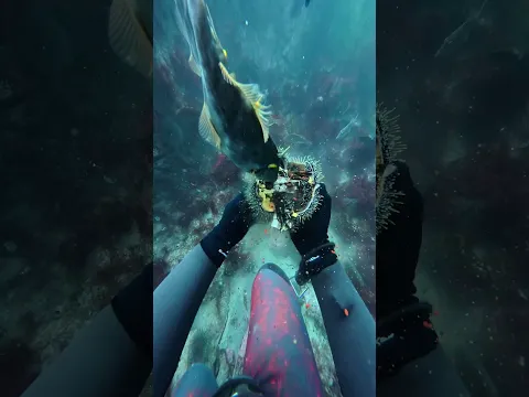 nom noms #freediving #kina #asmr