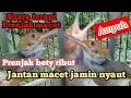 Download Lagu suara prenjak betina ribut terapi jantan macet bunyi jamin nyaut/ampuh
