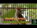 Suara Burung Kerak Basi Besar