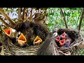 Download Lagu Suara Anak Burung | Kicauan Anak Burung: Anak Burung Lapar Berkicau Mencari Makanan di Sarang | Suara Anak Burung
