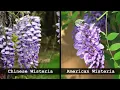 Non-native Wisteria Dirty Dozen Invasive Plants Series