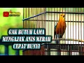 Download Lagu ANIS MERAH MEMANGGIL LAWAN UNTUK PANCINGAN AGAR GACOR BONGKAR ISIAN #anismerahgacor #anismerah