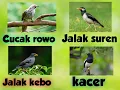 Download Lagu Masteran kombinasi full isian cucak rowo| jalak suren |jalak kebo| kacer |masteran burung 2022