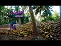 ASMR | Tingling Coconut husking \u0026 Coconut Rice by Malli | Nadee's ASMR journey | Traditional Me