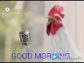 Chicken s singing good morning song funny