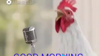 Chicken s singing good morning song funny