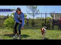 VT Students showcase shelter dogs in style