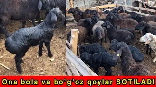 1 yilda 2 marta tug adigan qo ylar sotuvga chiqdi