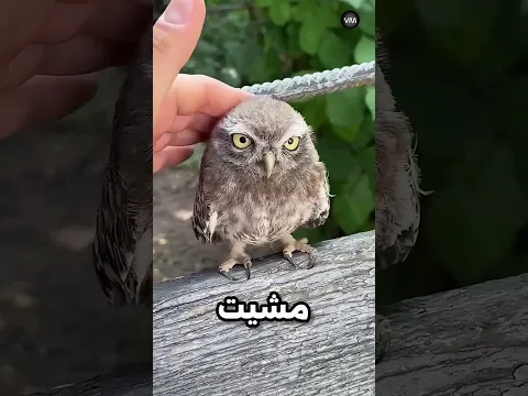 لو عجبتك البومه اعمل لايك #viral