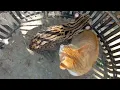 Download Lagu KUCING HUTAN:JINAK TAPI BERBAHAYA#kucing #kucinghutan #kucingkampung #kucinglucu #kucingblacan
