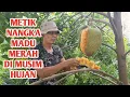 Download Lagu PANEN NANGKA MADU MERAH DI MUSIM HUJAN #nangka #nangkamadu #jackfruit
