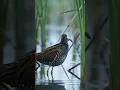 Download Lagu Suara Burung Sora 4K — Panggilan Burung Sora Langka dari Dekat (Porzana carolina) #shorts #suaraburung #panggilanburung