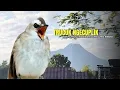 Download Lagu Trucukan GACOR ngalas ROPEL PANJANG suara alam AMPUH buat pancingan jadikan trucuk Gacor GARUDA