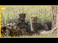 San Diego Zoo Safari Park baby cheetahs names revealed