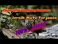 suara pikat puyuh gonggong sumatera/ suara jernih jamin gacor poin melimpah #pikat #burung #hutan