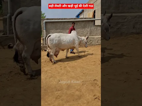 बड़ी लेवटी और खड़ी थुई की ऐसी सुंदर गऊ शायद ही कहीं देखने को मिले ❤️ #Cow #ytshorts #udder #dairyfarm