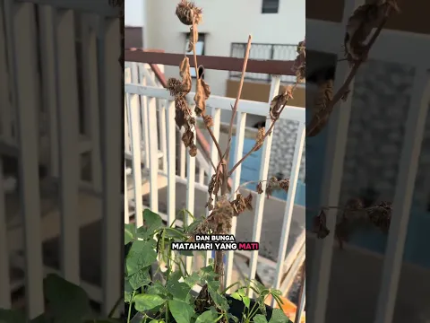 Kebun ZaKeSa | Cerita Bunga Matahari sebagai Semangat untuk Berkebun