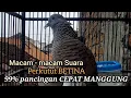 Download Lagu Macam macam Suara Perkutut betina memanggil jantan | ampuh menjadikan perkutut lokal gacor MANGGUNG