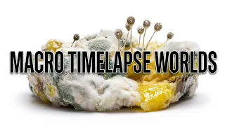 Macro Timelapse Worlds - Hidden Details in 4K