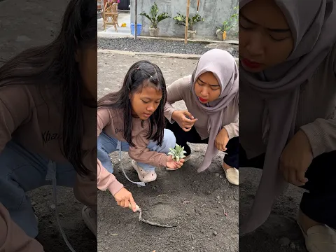 Mau nanas malah⁉️