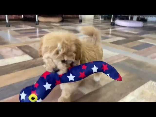 動画